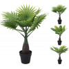 Palm in pot - 40cm