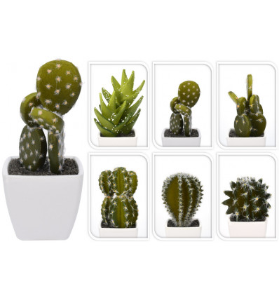 Cactus in pot wit - 11.5cm