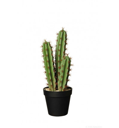 ASA Cactus - Pachycereus pringli tu lu