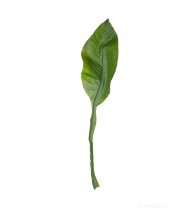 Amazon lily leaf - 75cm