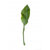 Amazon lily leaf - 75cm