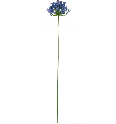 Agapanthus lila - 75cm