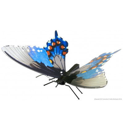 Fasc. ME - Pipevine swallowtail butterfl