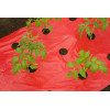 NATURE Mulchfolie - tomaat - 0.95x5M rood