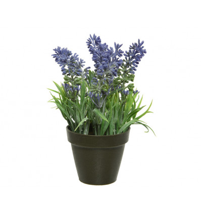 Lavendel in pot 16cm - paars
