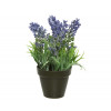 Lavendel in pot 16cm - paars