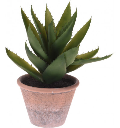Vetplant in pot terracotta 319000340