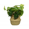 Pothos kunstplant - 38x25cm - groen rieten mandje + plant TU UC