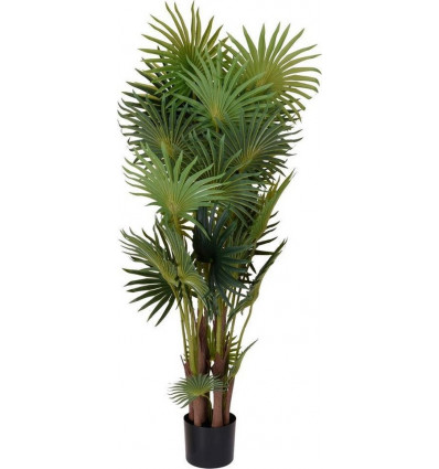 Palmboom in pot - 120cm