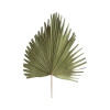 Palmblad gedroogd 54cm - naturel