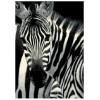 Tapijt FLASH - 120x170CM Zebra