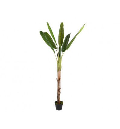 Bananenboom in pot - 60x180cm TU UC