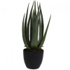 Plant Aloe Vera in pot - 45cm