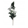 ASA Eucalyptus tak - 45cm