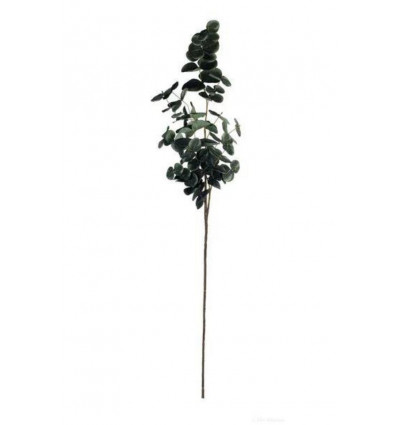 ASA Eucalyptus tak - 88cm