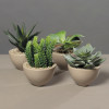 Succulent/ cactus in potje - 4 ass. (prijs per stuk)