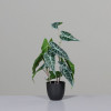 Alocasia kunstplant 45cm - pot zwart
