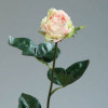 Columbiaanse roos - creme/roze