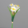 Narcis boeket 28cm - cream