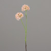 Allium tak 50cm 2 bloemen - roze