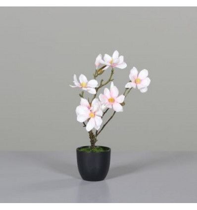 Magnolia in zwarte pot 36cm- roze/ cream