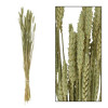 Droogbloemen Triticum - 70x10x5cm- groen naturel