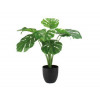 Monstera plant in pot - 65cm