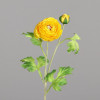 Ranunculus 60cm - geel