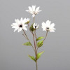 Enchinacea 74cm 5 bloemen - cream