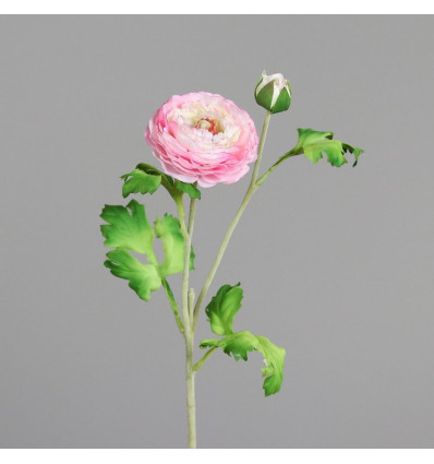 Ranunculus 60cm - roze