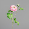 Ranunculus 60cm - roze