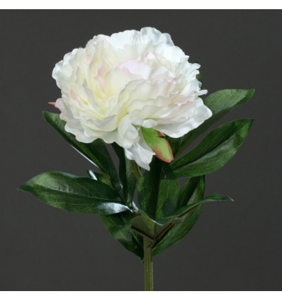 Pioenroos 63cm - cream/ roze
