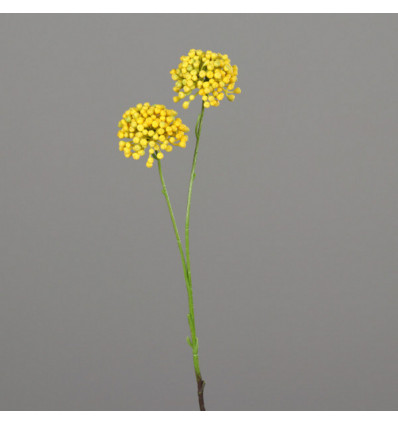 Allium tak 50cm 2 bloemen - geel