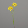 Allium tak 50cm 2 bloemen - geel