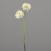Allium tak 50cm 2 bloemen - cream