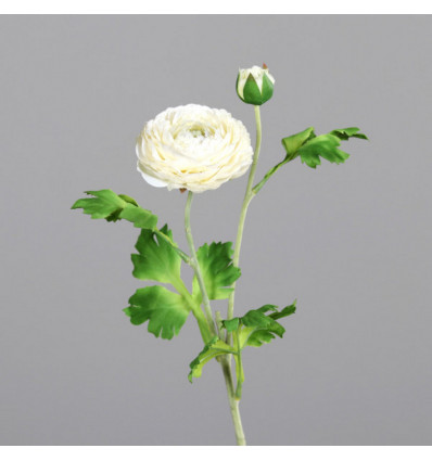 Ranunculus 60cm - cream