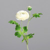 Ranunculus 60cm - cream