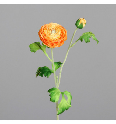 Ranunculus 60cm - oranje