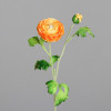 Ranunculus 60cm - oranje