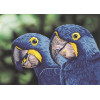 Diamand Dotz - Blue hyacinth macaws DD9023 10088730
