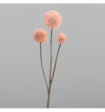 Allium - 70cm - roos
