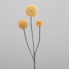 Allium - 70cm - sand