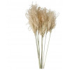 Pomax COLLITA droogbloemen fluffy reed grass 65cm - naturel