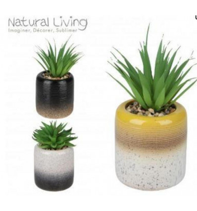 NATURAL LIVING Succulent in potje 20cm- 3 kleuren ass. (prijs per stuk)