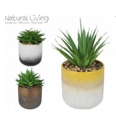 NATURAL LIVING Succulent in potje 20cm - 2 kleuren ass. (prijs per stuk)