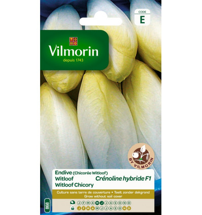 VILMORIN witloof crenoline HF1 SE