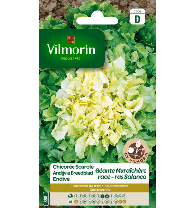 VILMORIN andijvie breedblad salanca SD