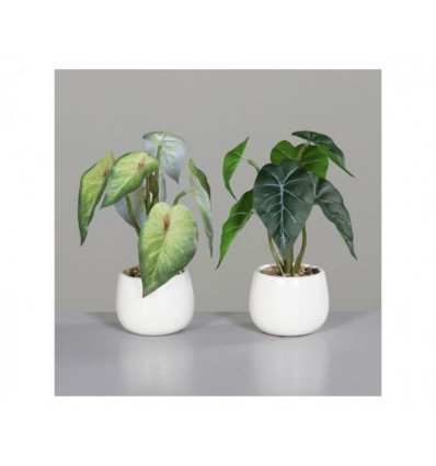 Syngonium plant 22cm - in witte pot keuze uit lichtgroen of donkergroen