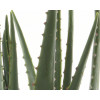 Aloe vera in pot plastiek - 40x67cm