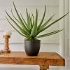 Aloe vera in pot plastiek - 40x67cm